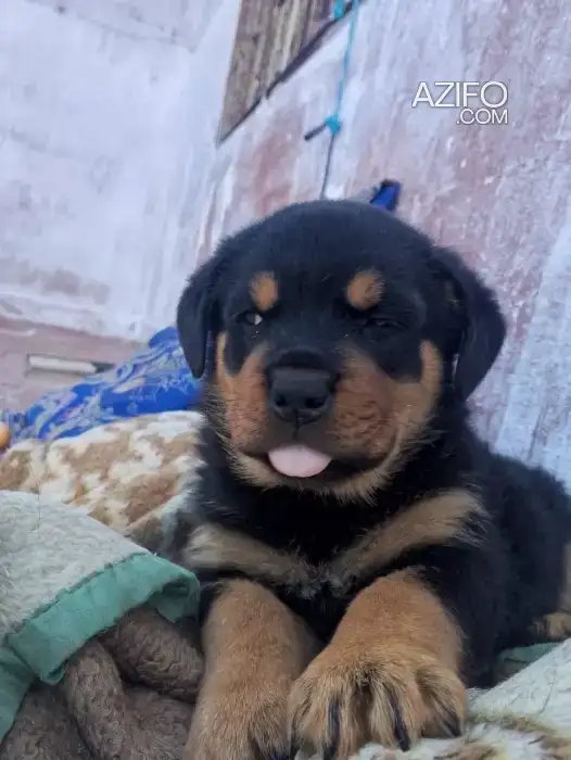 Portée de Chiots Rottweiler de 1mois in Rabat, MOROCCO | Azifo