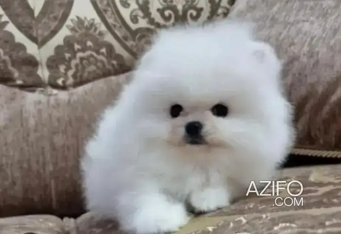 Portée de Chiots Spitz Poméranien (Loulou de Poméranie) de 60 jours in Casablanca, MOROCCO | Azifo