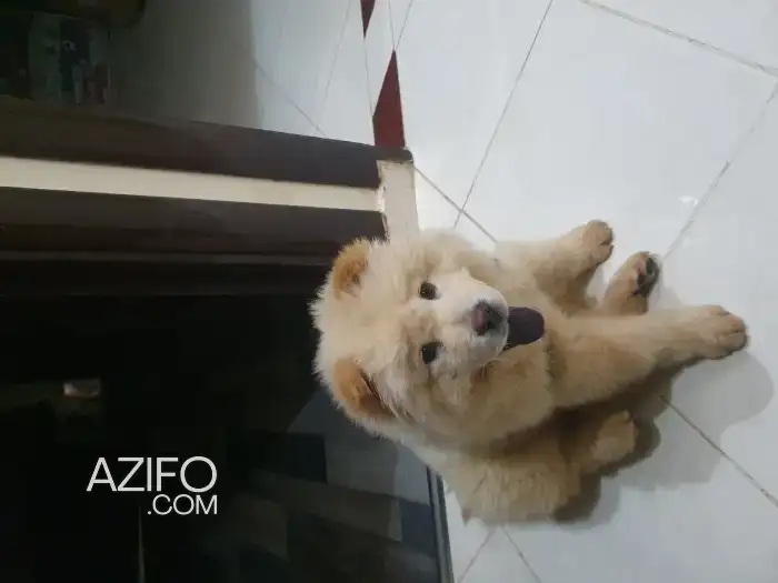Chien Femelle Chow Chow in بوسكورة, MOROCCO | Azifo