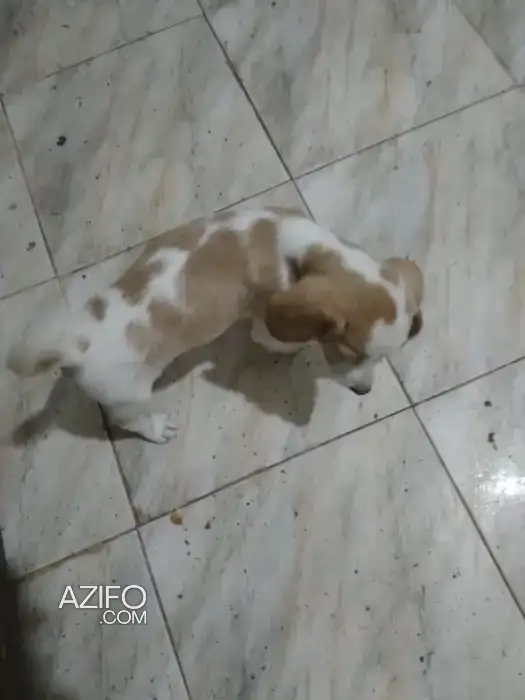 Chien Beagle in الدار البيضاء, MOROCCO | Azifo
