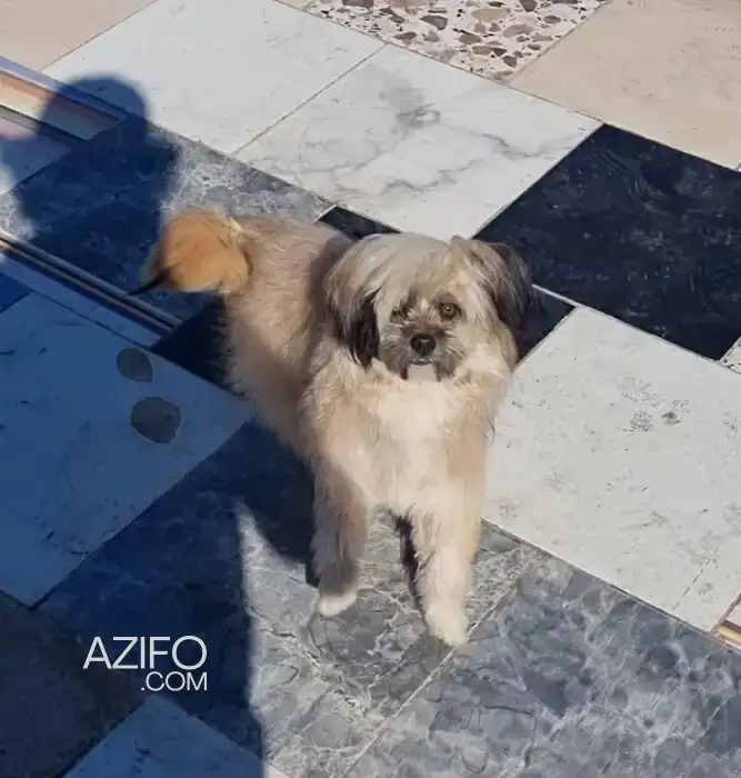 Chien Mâle Bichon in الدار البيضاء, MOROCCO | Azifo