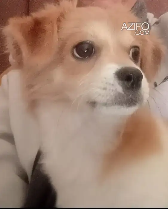 Chiot Femelle Croisé Pékinois et Chihuahua de 4 mois et 10 jours in الدار البيضاء, MOROCCO | Azifo