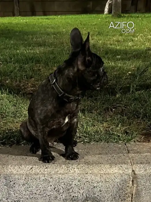 Chiot Bulldog Français de 4 mois in الدار البيضاء, MOROCCO | Azifo