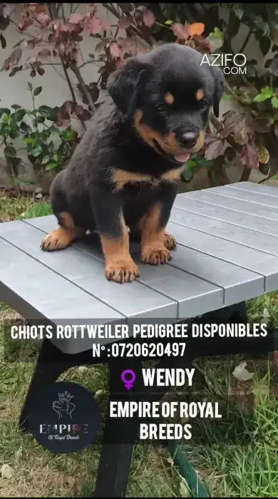 Portée de Chiots Rottweiler de 2 mois in Casablanca, MOROCCO | Azifo
