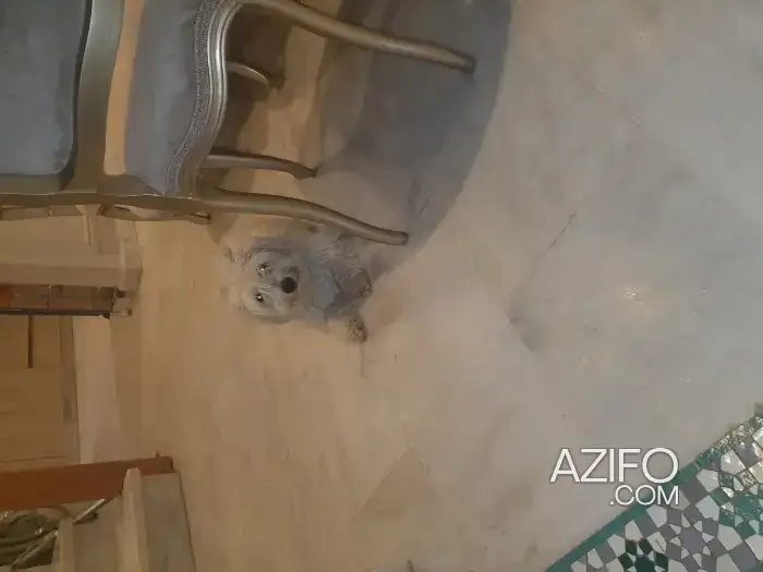 Chiot Femelle Bichon Maltais Blanche in Rabat, MOROCCO | Azifo