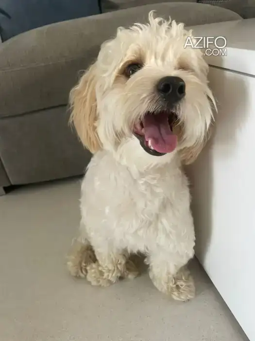 Chiot Mâle Bichon Havanais de 11mois in طنجة - أصيلة, MOROCCO | Azifo