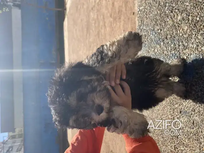 Chiot Bichon Maltais de 2mois in Casablanca, MOROCCO | Azifo