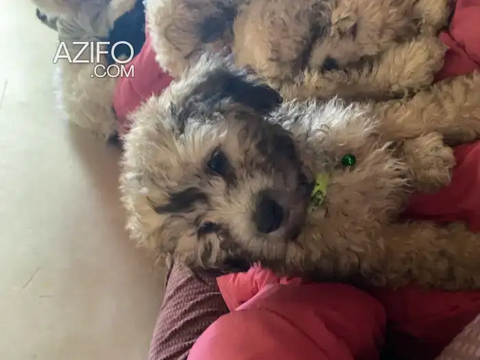 Chiot Bichon Havanais de 50 jours in Casablanca, MOROCCO | Azifo