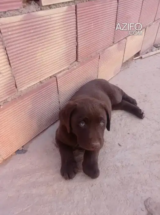 Chiot Mâle Labrador Retriever Chocolat de un mois et 3 semaines in Casablanca, MOROCCO | Azifo