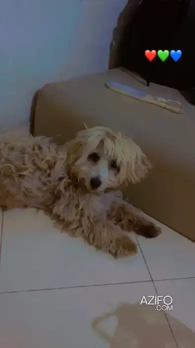 Chien Femelle Caniche in الدار البيضاء, MOROCCO | Azifo
