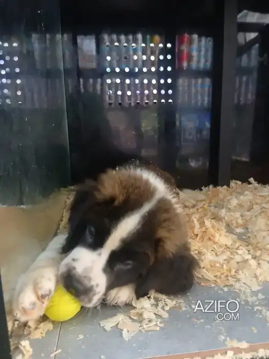 Portée de Chiots Saint-Bernard de 2 mois in الدار البيضاء, MOROCCO | Azifo
