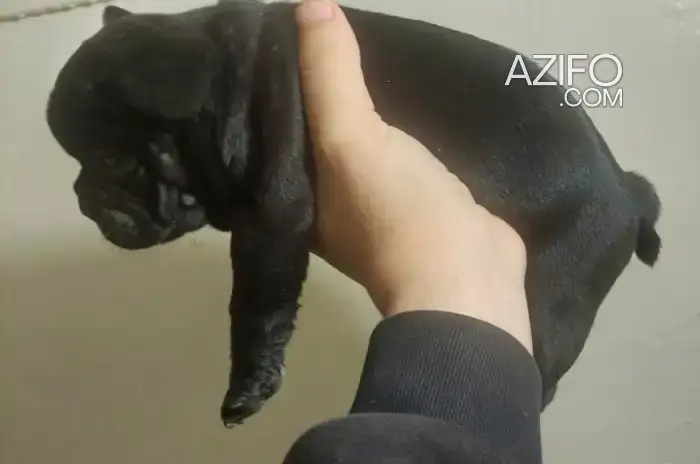 Chiot Bulldog Français in الدار البيضاء, MOROCCO | Azifo