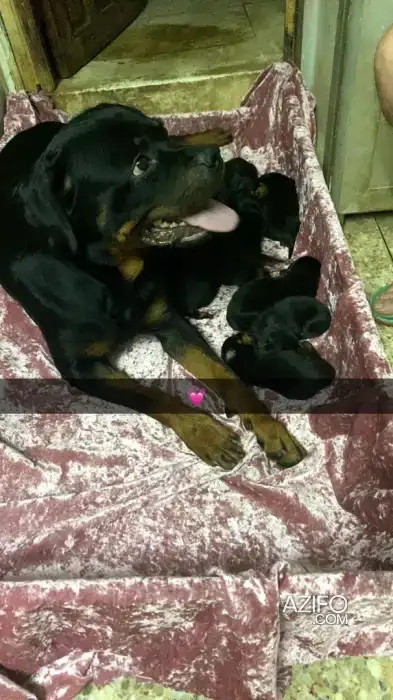 Chien Rottweiler in فاس, MOROCCO | Azifo