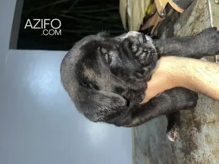 Chiot Cane Corso de 1 mois in مراكش, MOROCCO | Azifo