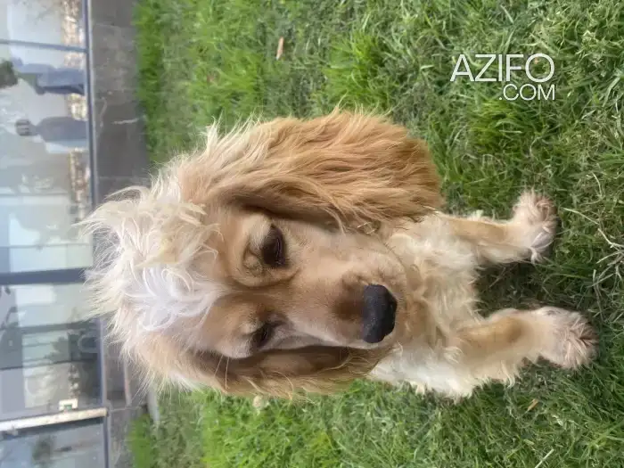 Chiot Cocker Anglais de 7 mois in الدار البيضاء, MOROCCO | Azifo