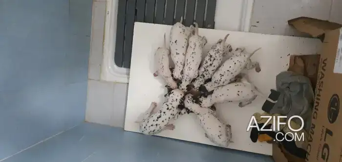 Portée de Chiots Dalmatien in الرباط, MOROCCO | Azifo