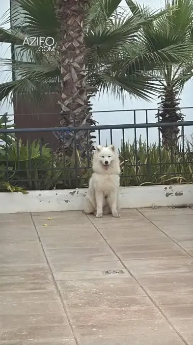 Product Detail 2