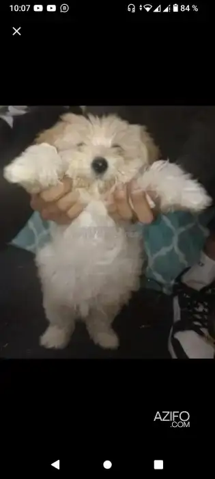 Chien Femelle Bichon Maltais in تمارة, MOROCCO | Azifo
