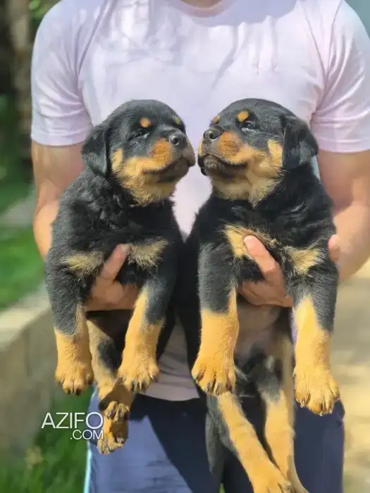 Chien Mâle Rottweiler in الرباط, MOROCCO | Azifo