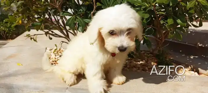 Chien Bichon Maltais Blanc in الرباط, MOROCCO | Azifo