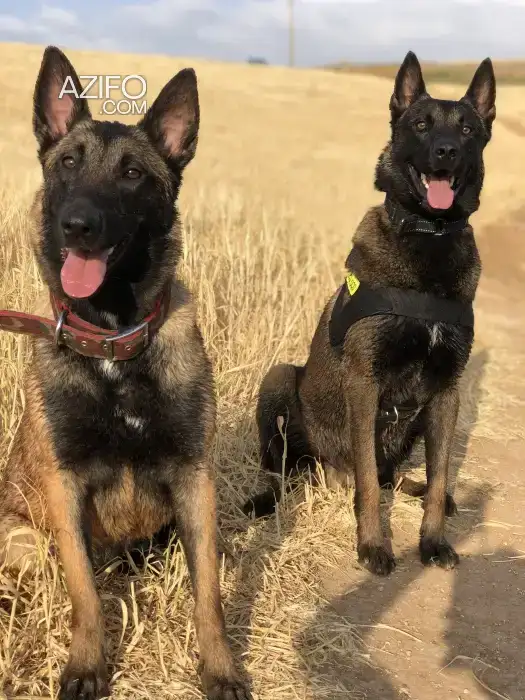 Portée de Chiots Berger Malinois Charbonné in مكناس, MOROCCO | Azifo