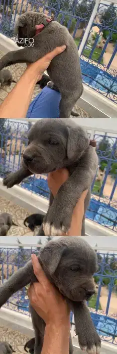Portée de Chiots Cane Corso Noir de 45jours in Marrakech, MOROCCO | Azifo