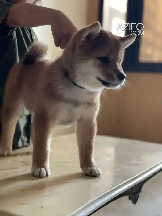 Chien Mâle Shiba Inu avec Pedigree in Casablanca, MOROCCO | Azifo