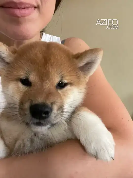 Chien Femelle Shiba Inu in Casablanca, MOROCCO | Azifo
