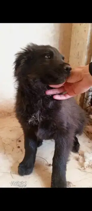 Portée de Chiots Caniche Royal de 3 mois in الدار البيضاء, MOROCCO | Azifo