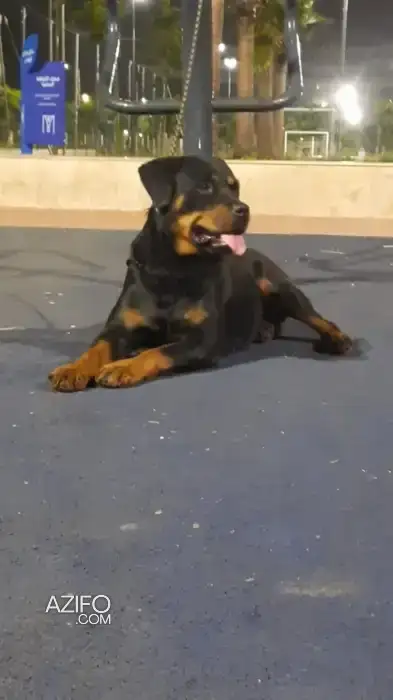 Chiot Femelle Rottweiler de 6 mois in الدار البيضاء, MOROCCO | Azifo