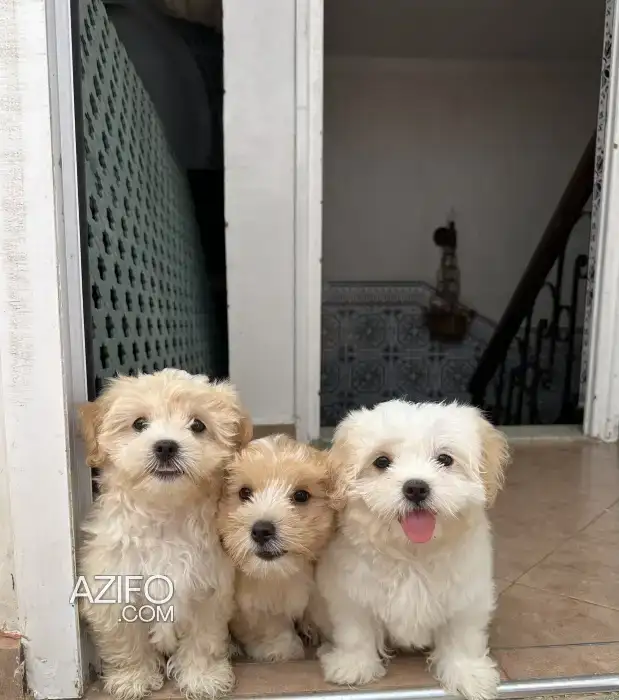 Portée de Chiots Bichon Havanais in Agadir, MOROCCO | Azifo