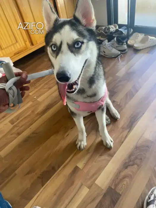 Chien Femelle Husky Sibérien Bleu in Casablanca, MOROCCO | Azifo