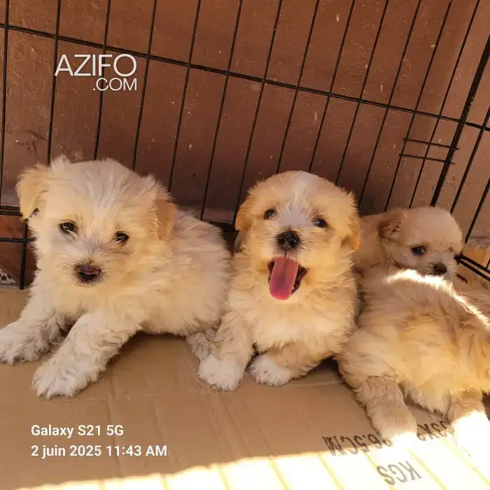 Portée de Chiots Bichon Havanais in الدار البيضاء, MOROCCO | Azifo
