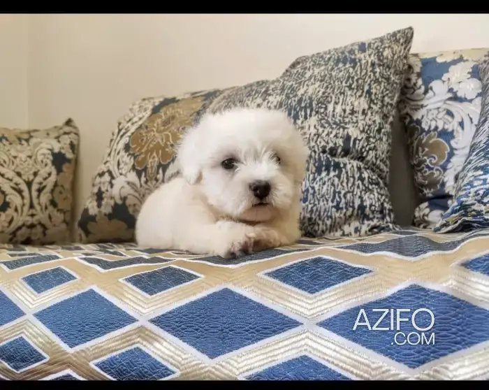 Portée de Chiots Bichon Maltais in الدار البيضاء, MOROCCO | Azifo