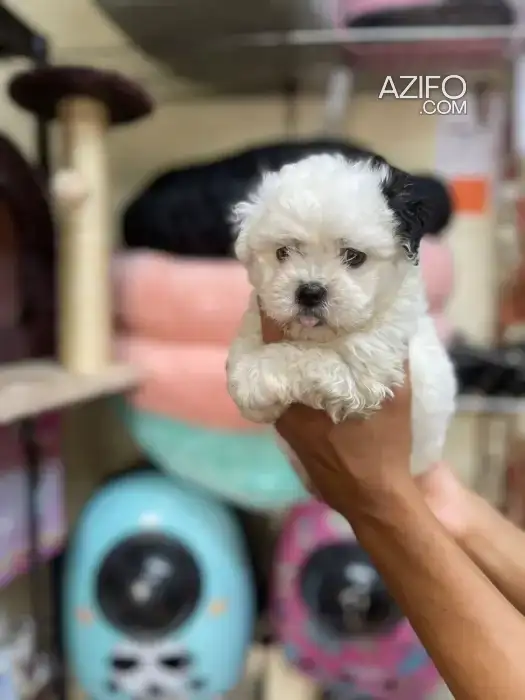 Portée de Chiots Bichon Havanais Blanche in Casablanca, MOROCCO | Azifo