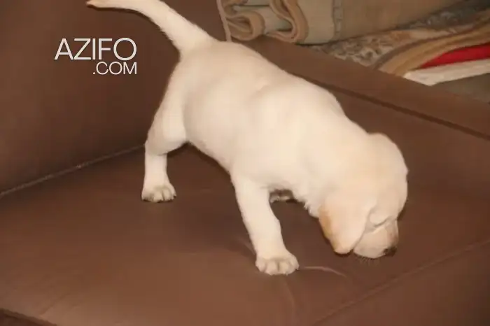 Chien Mâle Labrador Retriever in Casablanca, MOROCCO | Azifo