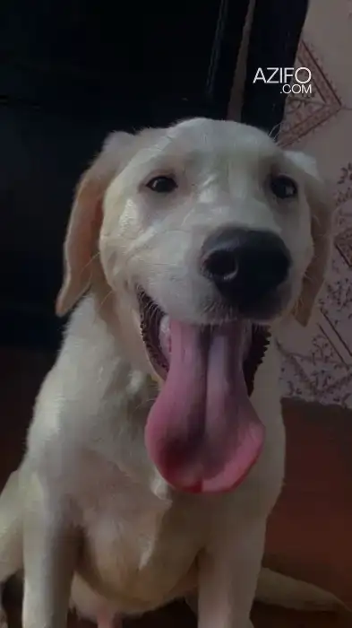 Chiot Labrador Retriever de 5 mois in Casablanca, MOROCCO | Azifo