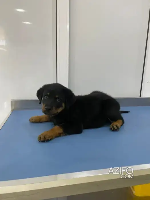 Chiot Mâle Rottweiler de 2 mois et 10 jour in Marrakech, MOROCCO | Azifo