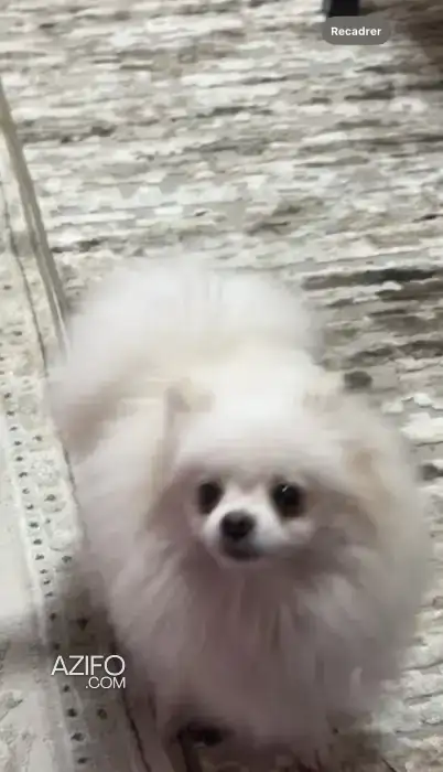 Chiot Mâle Spitz Poméranien (Loulou de Poméranie) de 9 mois in Casablanca, MOROCCO | Azifo