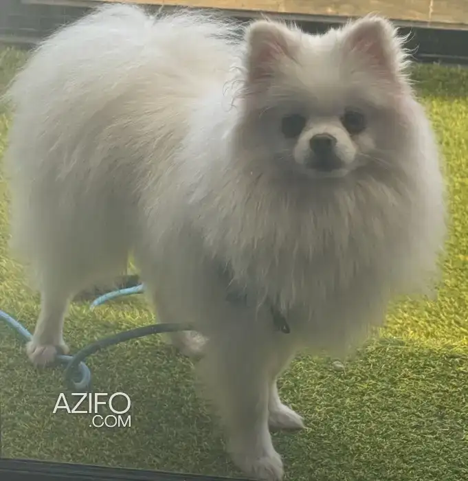 Chiot Mâle Spitz Poméranien (Loulou de Poméranie) de 8 mois in Casablanca, MOROCCO | Azifo