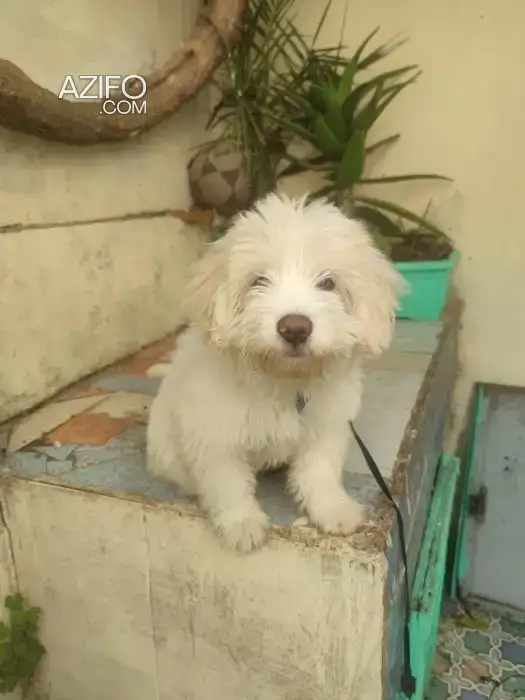 Chiot Bichon Maltais de 3 mois in Casablanca, MOROCCO | Azifo