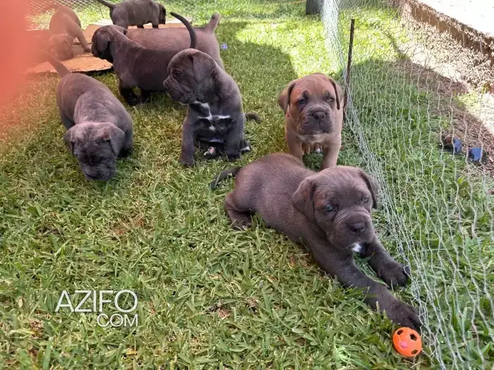 Portée de Chiots Cane Corso Bleu in Marrakech, MOROCCO | Azifo
