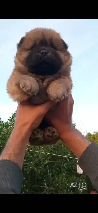 Chiot Femelle Chow Chow de 40 jour in Casablanca, MOROCCO | Azifo