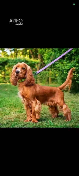 Chien Cocker Anglais in الدار البيضاء, MOROCCO | Azifo