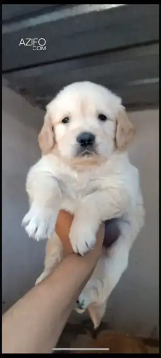 Chien Golden Retriever in الدار البيضاء, MOROCCO | Azifo