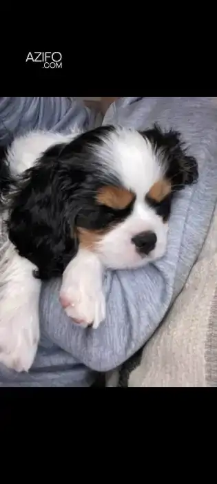 Chien Cavalier King Charles in الدار البيضاء, MOROCCO | Azifo
