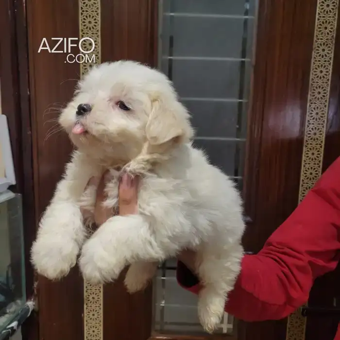 Chiot Bichon Maltais in الدار البيضاء, MOROCCO | Azifo