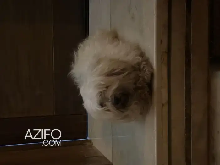 Chien Bichon Maltais de 1 an in فاس, MOROCCO | Azifo