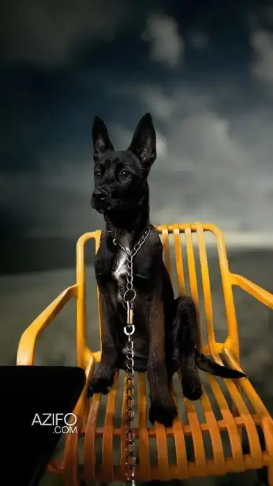 Chiot Berger Malinois Charbonné de 5 mois in Témara, MOROCCO | Azifo