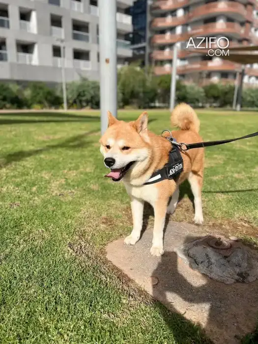 Chien Mâle Akita Inu de 2 ans in Casablanca, MOROCCO | Azifo